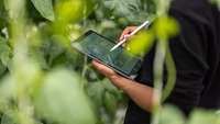 Agronom mit digitalem Tablet zur Analyse der Anpflanzungen